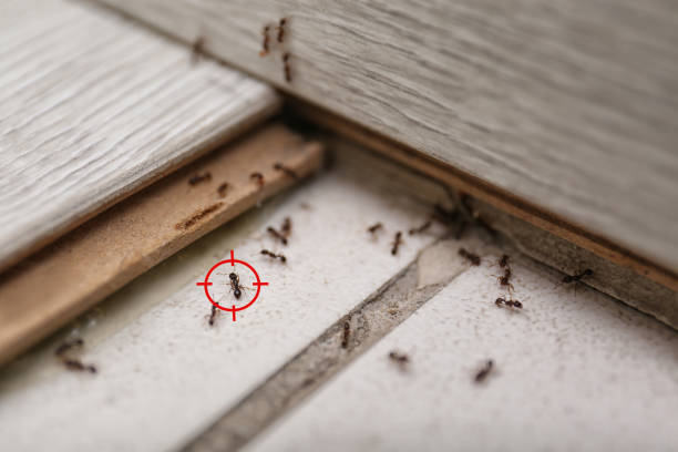 Best Mosquito Control Services  in Loretto, PA