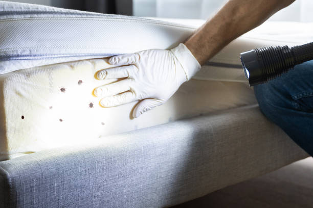 Best Affordable Pest Control Services  in Loretto, PA