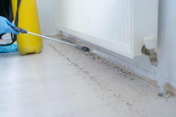 Best Insect Control  in Loretto, PA